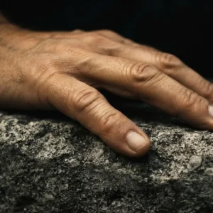 Korean Pine Rings